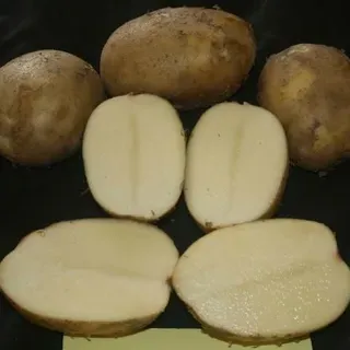 thumbnail for publication: University of Florida Potato Variety Trials Spotlight: 'Elkton'